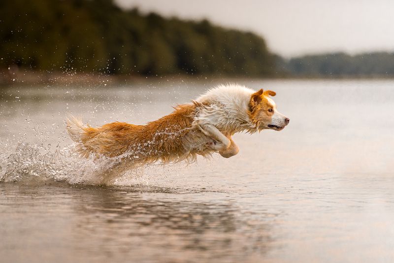 Darting out of the waterphoto preview