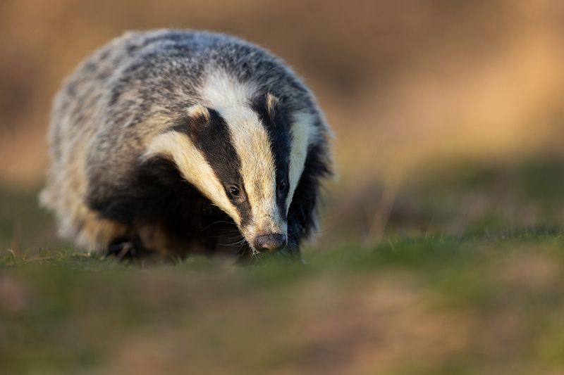 Meles meles Meles melesphoto preview