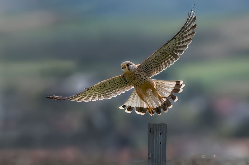 kestrelphoto preview