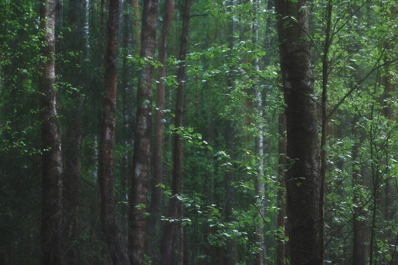 лес, деревья, листва, forest, woodland, trees, foliage В весеннем лесуphoto preview