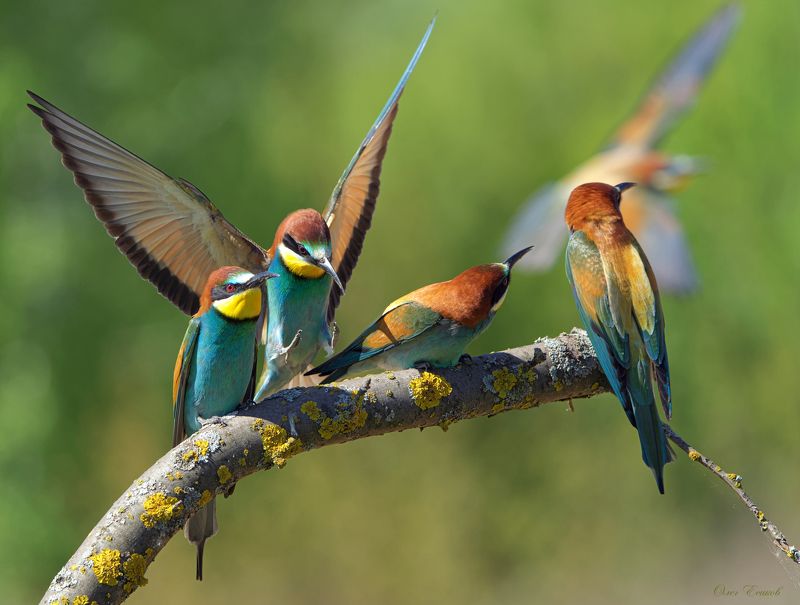 золотистая, щурка, птицы Места на присаде много не бываетphoto preview