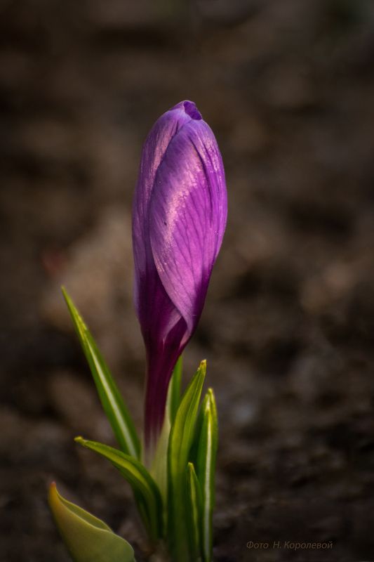 Цветы весна крокусы И снова о крокусахphoto preview