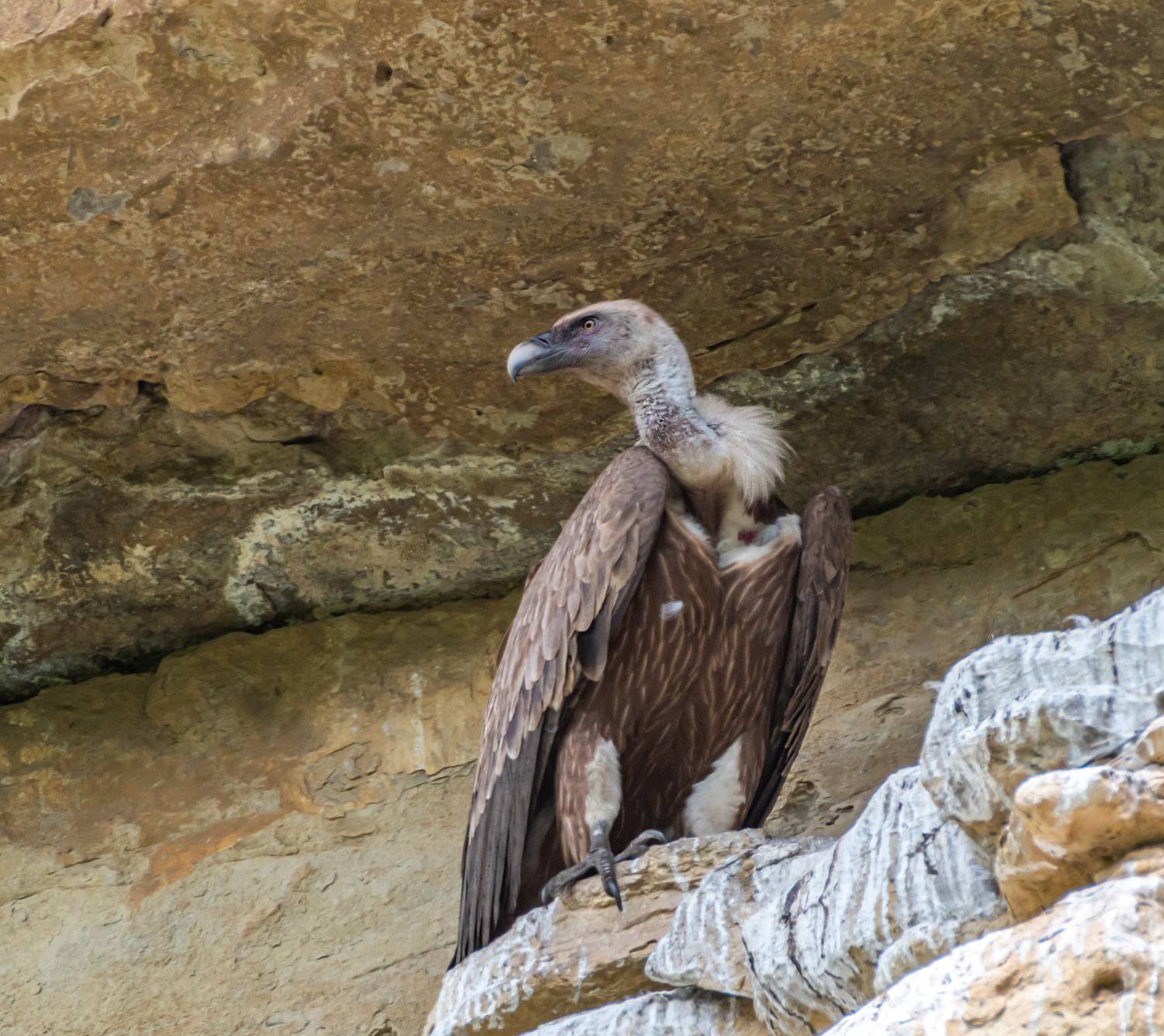 кисловодск, белоголовый сип, аликоновское ущелье, Савчук Сергей