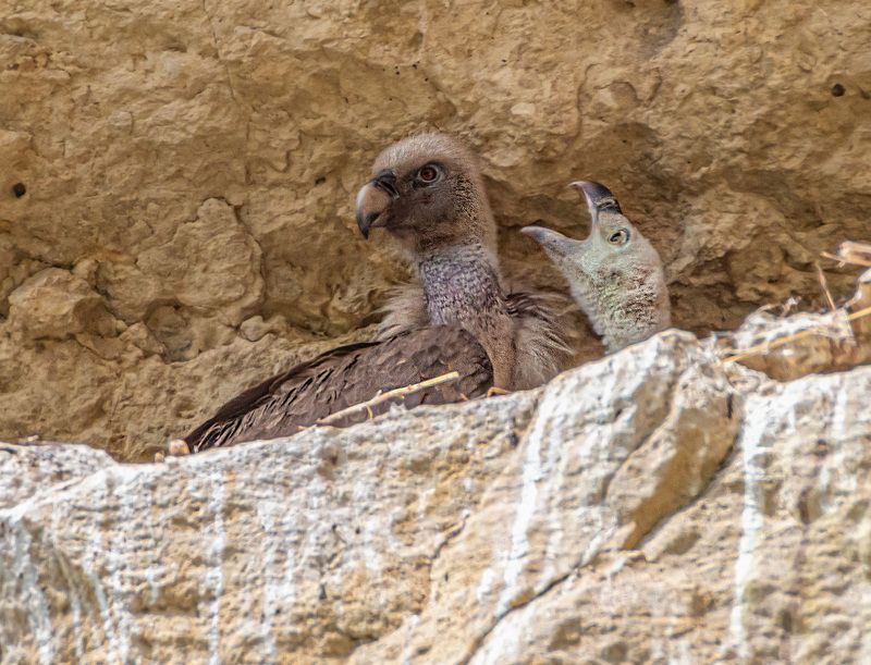 кисловодск, белоголовый сип, аликоновское ущелье Расскажи мне сказку, мамаphoto preview