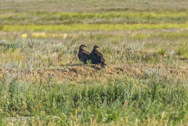 калмыкия. птицы. степной орел. Степные орлы фото превью