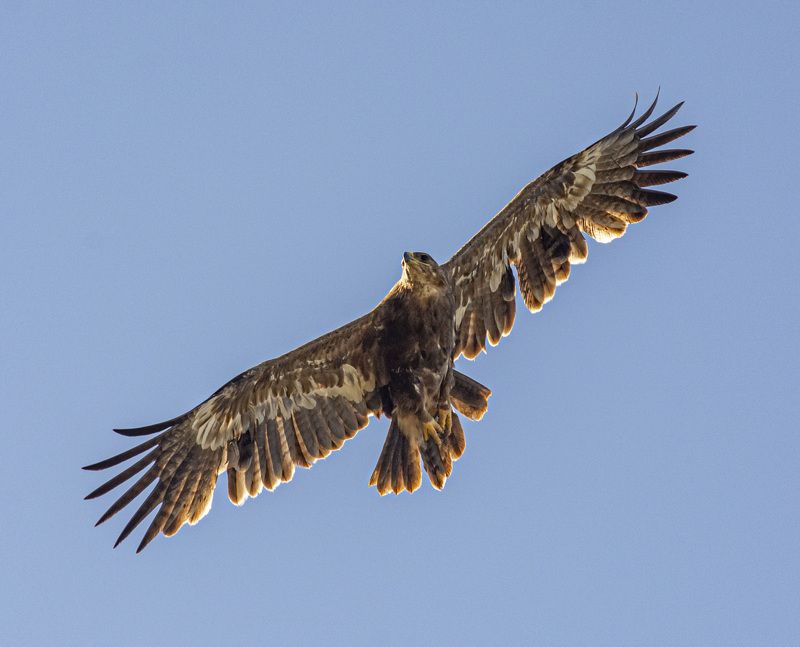 Степной орел фото превью