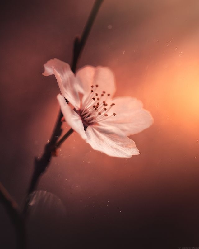 весна, сияние, цветок, май, макро красота, макро мир, волшебство, тишина, вдохновение, украина, коростышев, ***photo preview