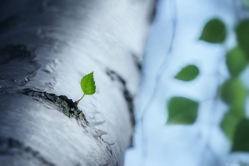весна, май, рождение, березка, листик, тишина, таинство, гармония, вдохновение, украина, коростышев, чорный александр, \