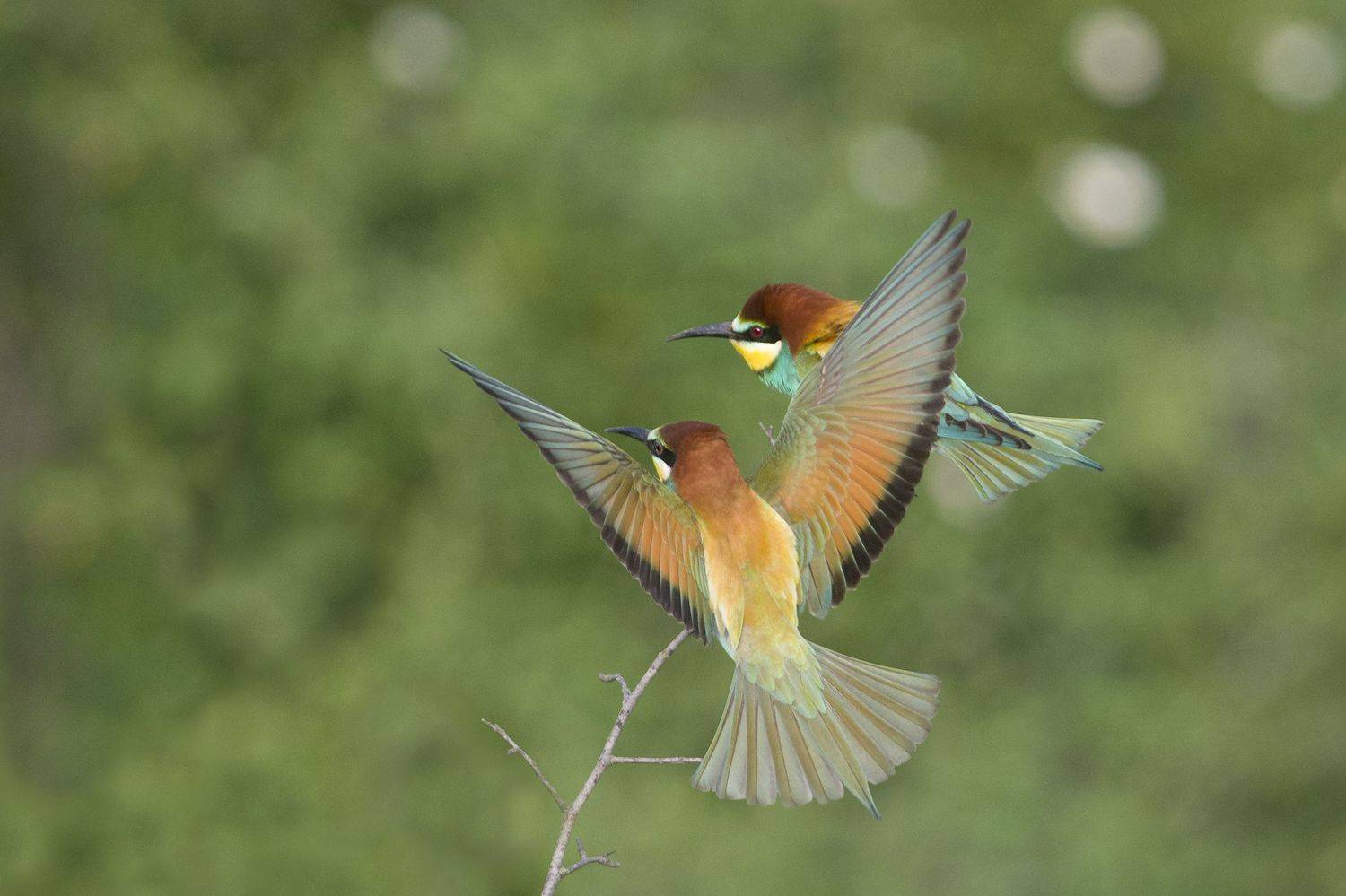 , Евгени Стефанов