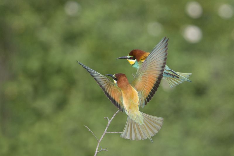 Щуркиphoto preview