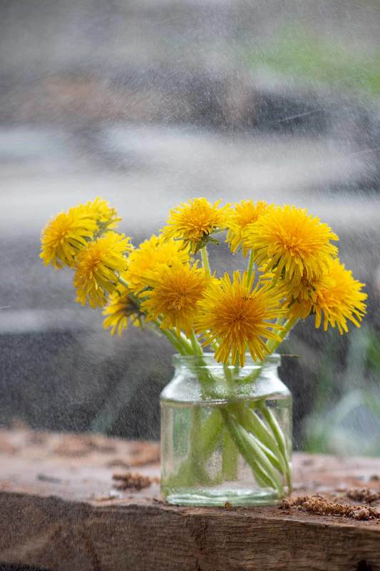 Натюрморт с одуванчиками фото превью