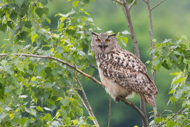 Филинphoto preview