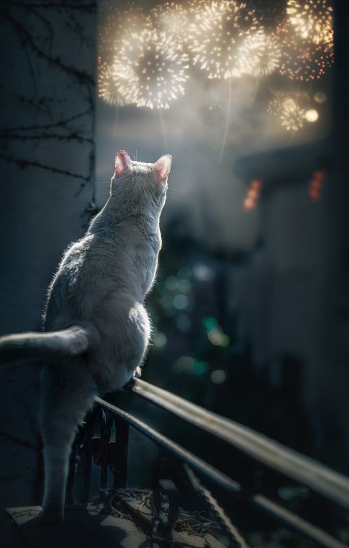 猫 宠物  看烟花的咪咪photo preview
