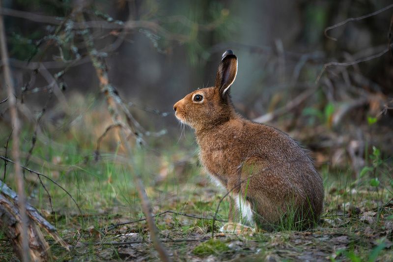 На лесной тропинке...photo preview
