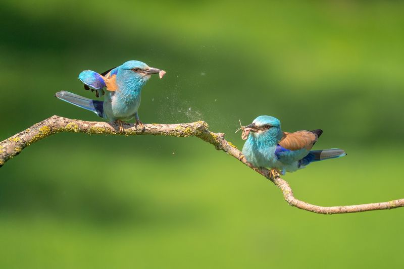 birds, European Roller, wildlife European Rollerphoto preview