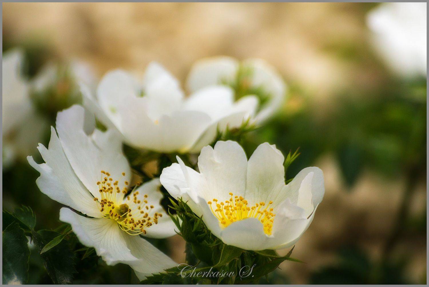 , Черкасов Сергей