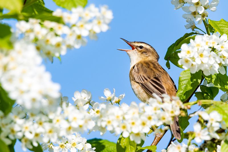 Романсы о любви.photo preview