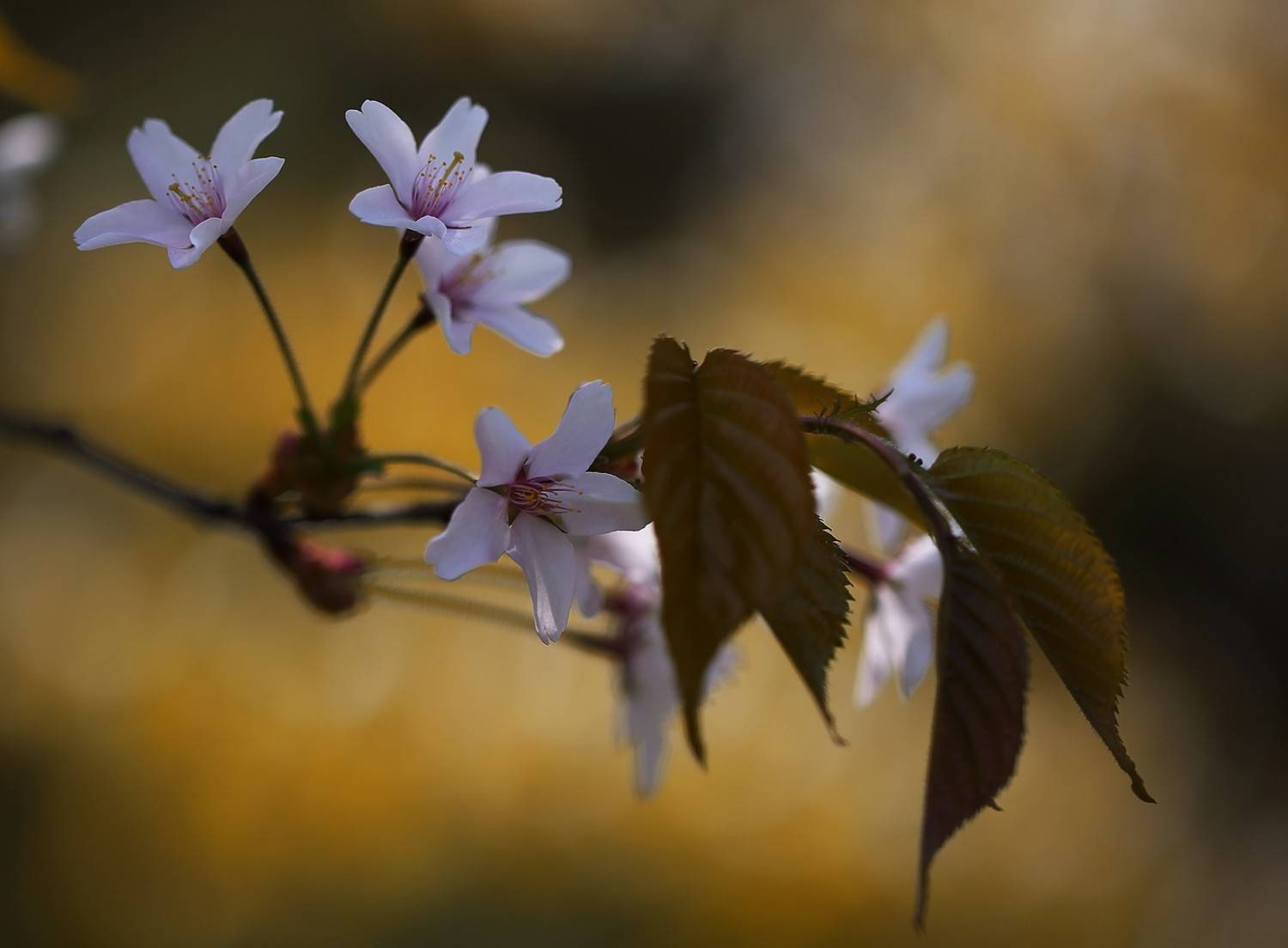 вишня, май, весна, Евгений Слободской