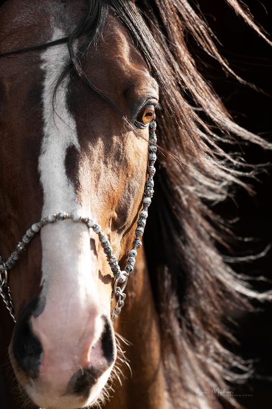 Лошадь, лошади, horse, horses Бюварphoto preview