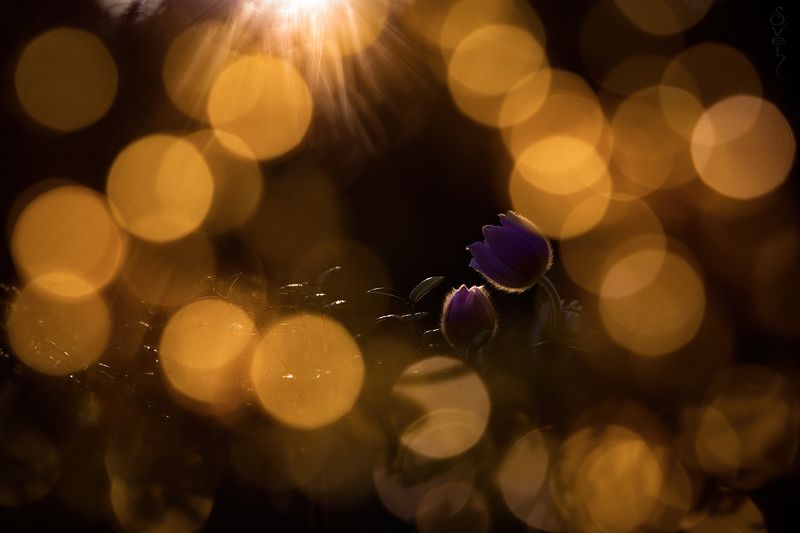 сон-трава сон-траваphoto preview