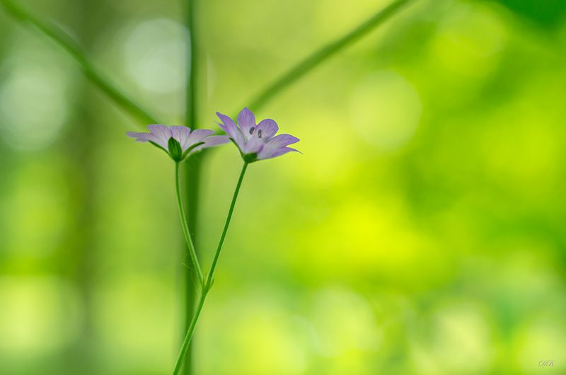close-up, color, colors, color image, flower, flowers, geranium, green, macro, nature, photograph, photography, plant, plants, purple, spring, springtime, Geranium pyrenaicumphoto preview