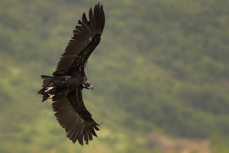 Aegypius monachus Aegypius monachusphoto preview