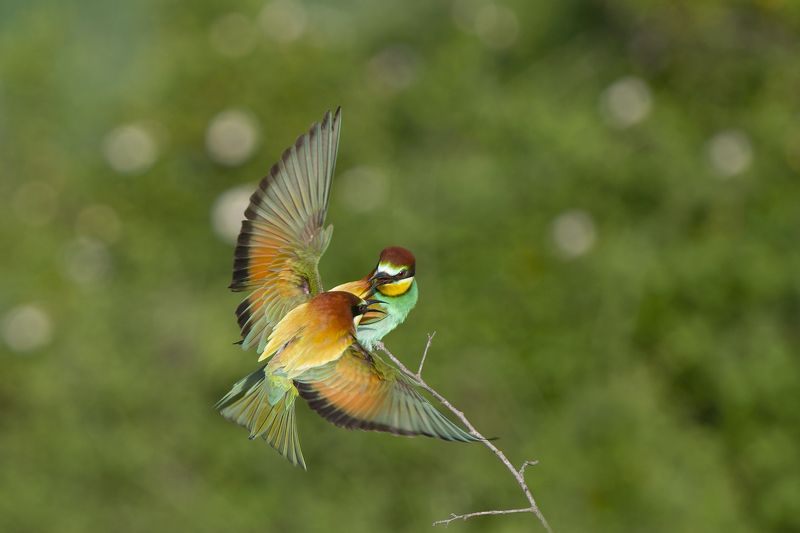 Щуркиphoto preview