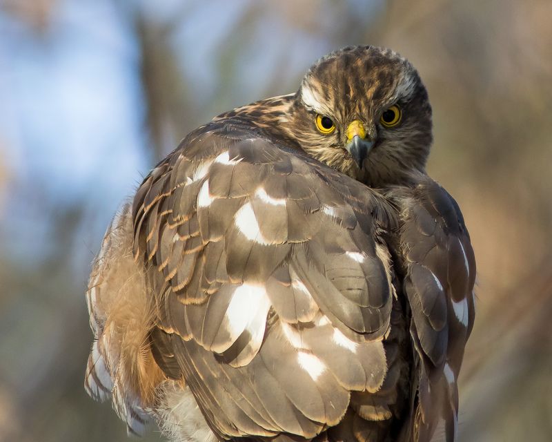 ястреб-перепелятник Ястреб-перепелятникphoto preview