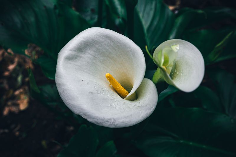 каллы, грузия, цветы, путешествия, лес, черное море, батуми, кобулети, субтропики, цветы, элегантность, букет невесты. белое, зеленое, растения Цветущий под дождемphoto preview