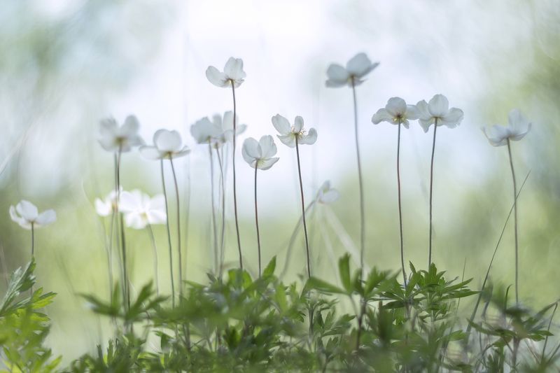 ветреницы лесные Дочери ветровphoto preview