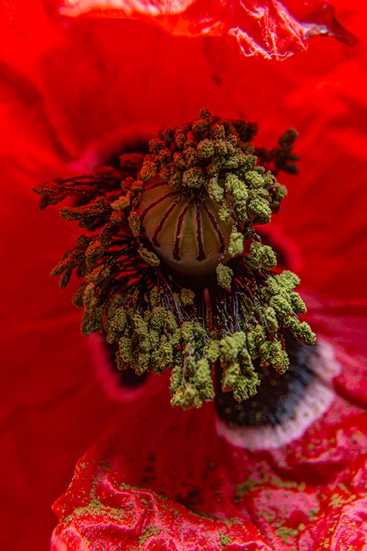 Полски мак в студиоphoto preview