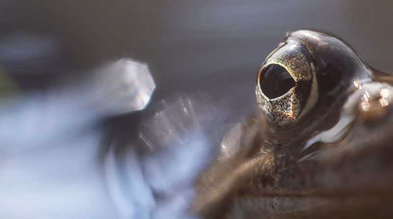 лягушка Озираясьphoto preview