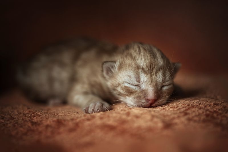 Новорожденный фото превью