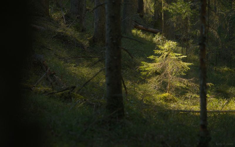 карельский перешеек, в лесах под выборгом, чаща, дремучий лес, волшебный лес, зелёный лес, ленинградская область Лесные чертогиphoto preview
