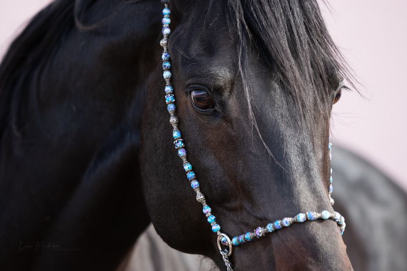 Лошадь, лошади, horse, horses, портрет Парсуphoto preview