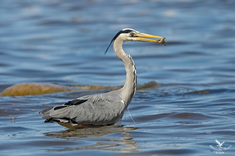 Мал улов, да дорог.photo preview
