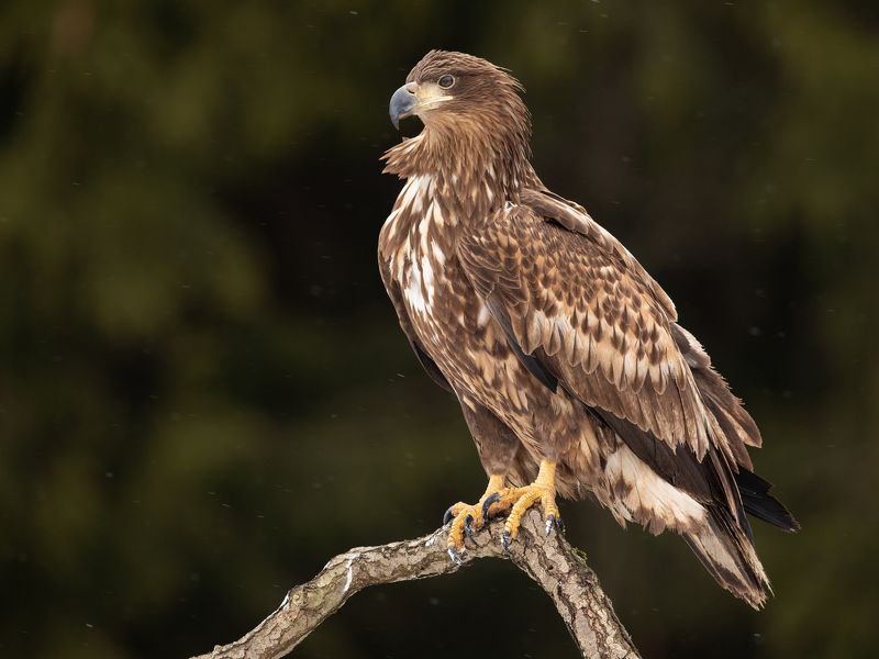 орлан, хищник, птицы, Орлан - белохвостphoto preview