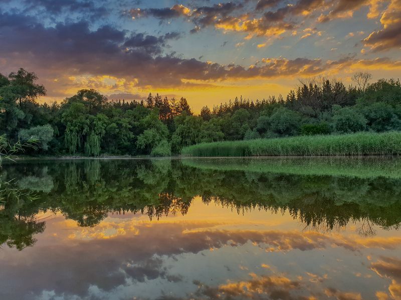 Вечір у лісіphoto preview