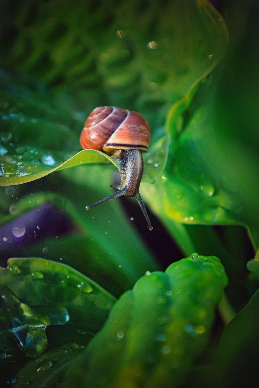 Любопытная. Автор: Татьяна Максакова улитка,макро,природа, Татьяна Максакова