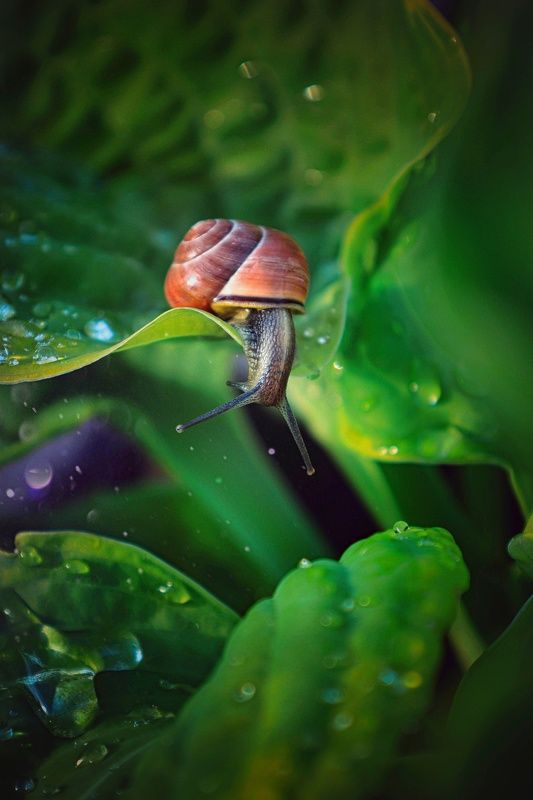 улитка,макро,природа Любопытнаяphoto preview