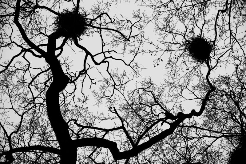 природа, деревья Улыбка природыphoto preview