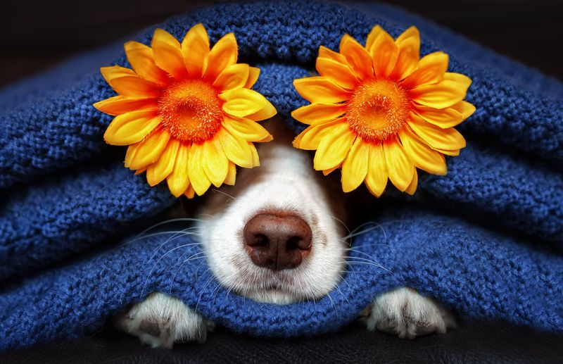 狗 宠物  花花狗photo preview