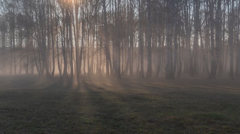 туманное утро photo preview