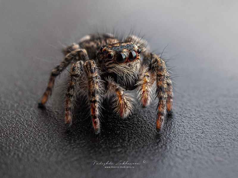 Скакунphoto preview