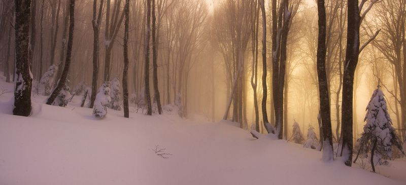 дорога в зимнем лесуphoto preview