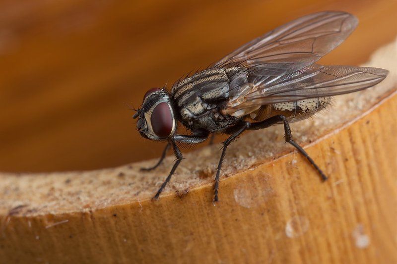 Makro, Бамбук, Муха Mухаphoto preview