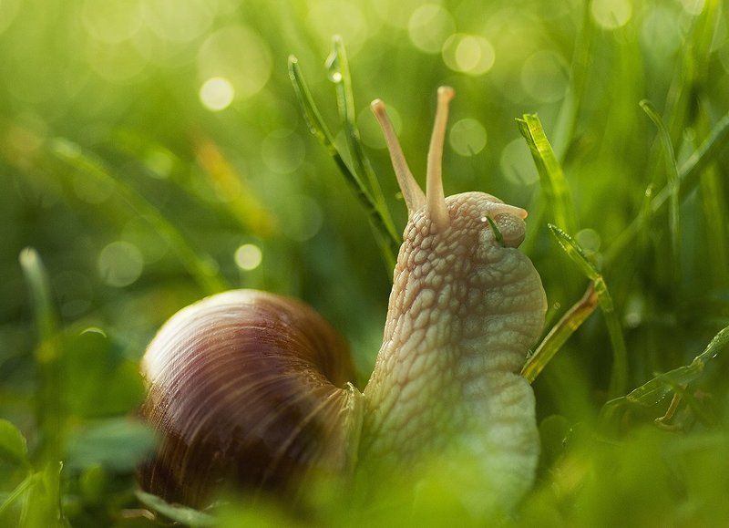 моллюск Дубль-веphoto preview