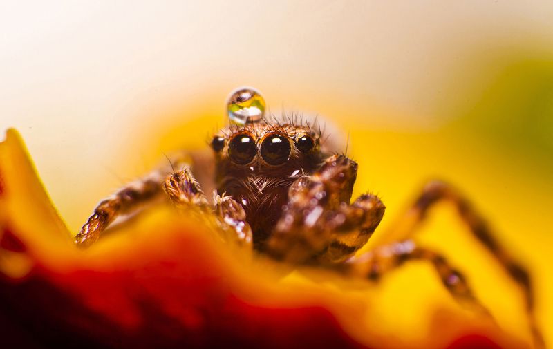 паук, макро, паук-скакун, природа Паукphoto preview