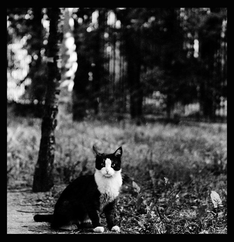 кошка, чб - фото превью