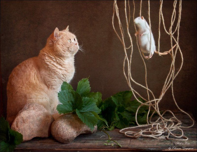rats\'n\'cats, игрушка, кошка, кошки-мышки, натюркотики Rats\'n\'Catsphoto preview